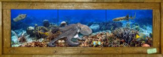 "Roatan Reef" Tile Mural