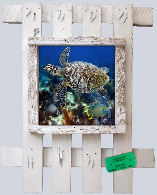 "Turtle and Angels"