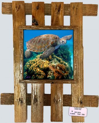 "Turtle and Coral Head"