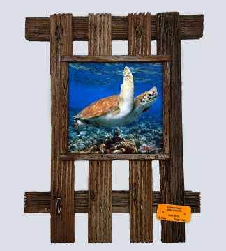 "Turtle over the Rocks"