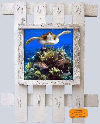 "Turtle with Groupers"