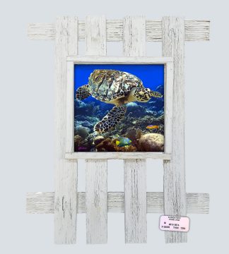 "Turtle with Queen Angel"