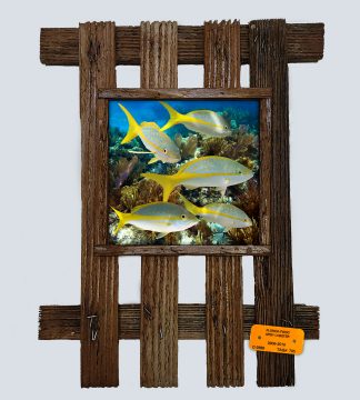 "Yellowtail School"