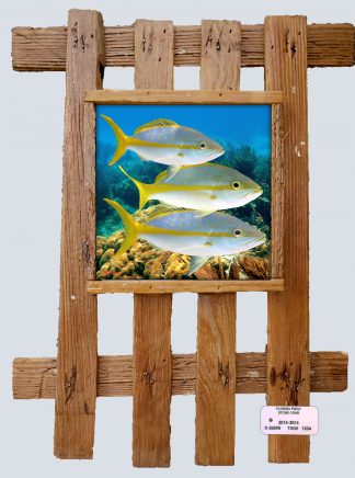 "Yellowtail X3"