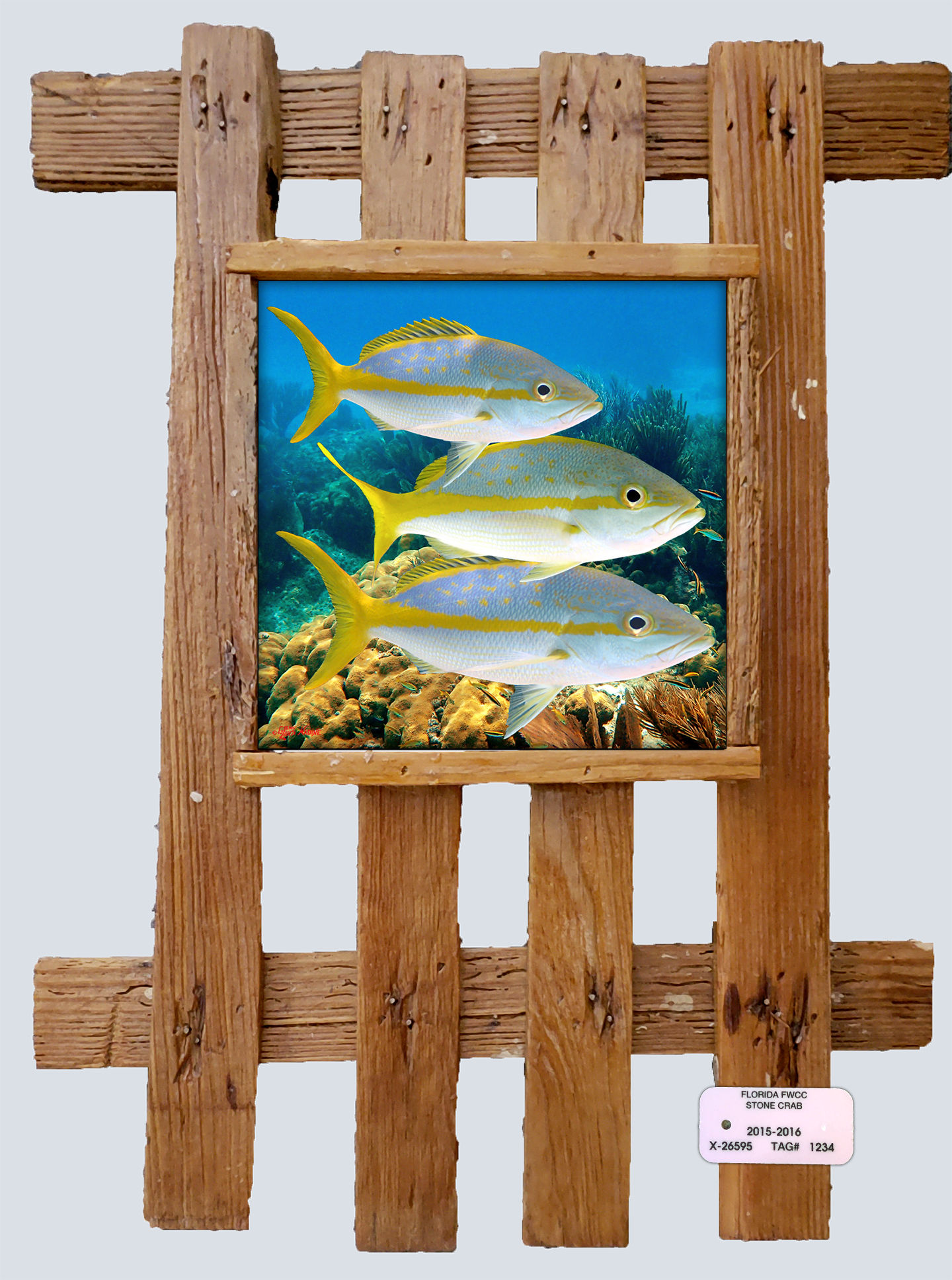 "Yellowtail X3"