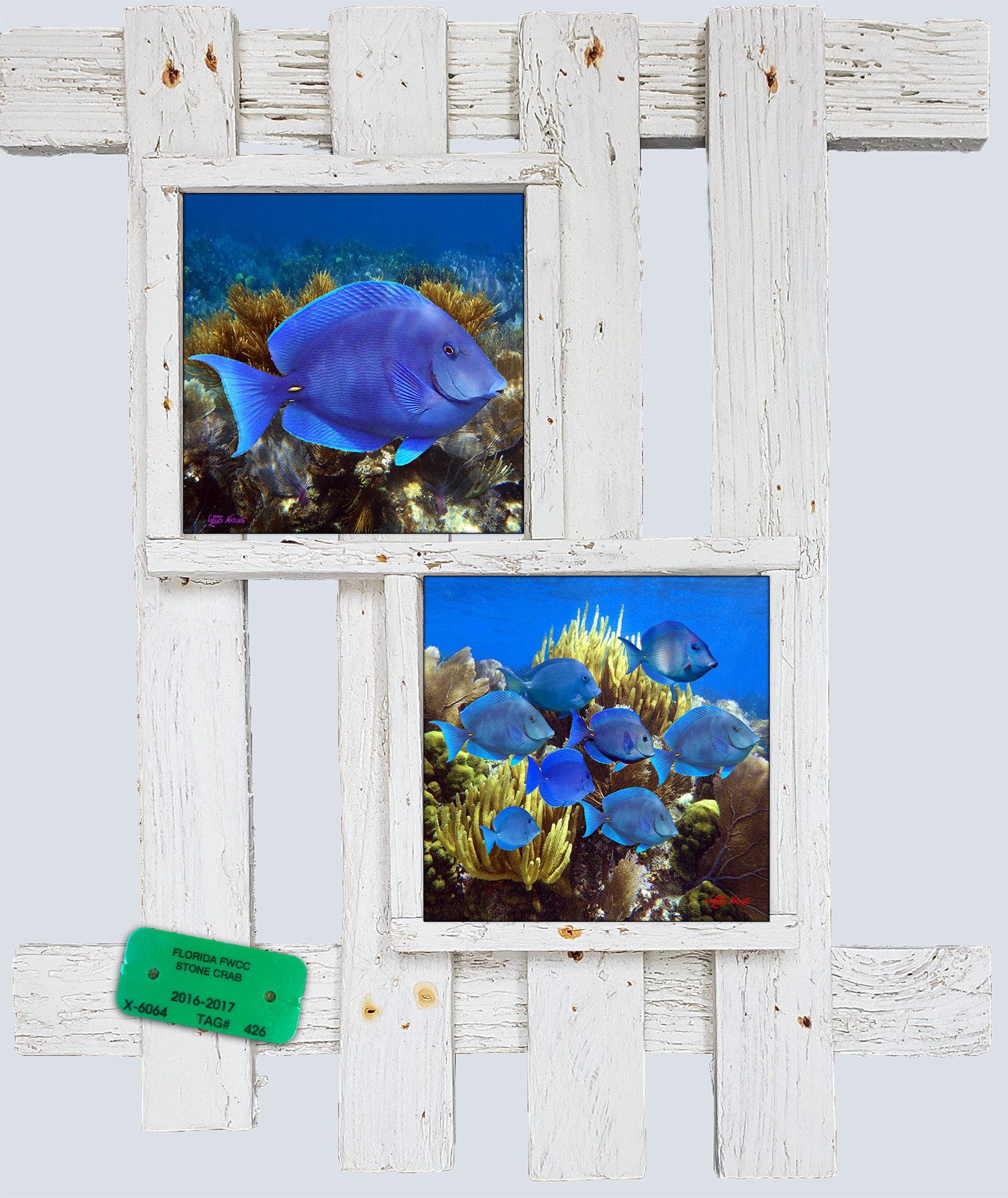 "Blue Tang"