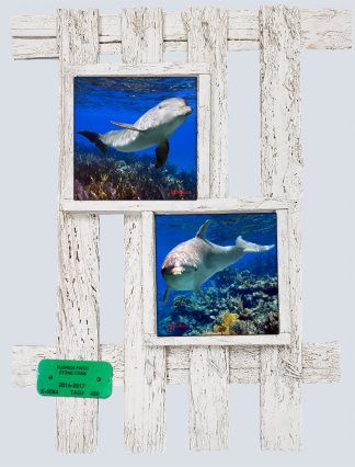 "Dolphin Duo"