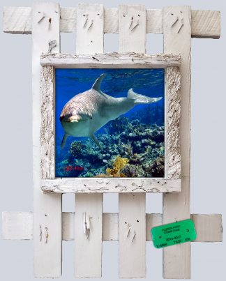 "Dolphin Near The Reef"