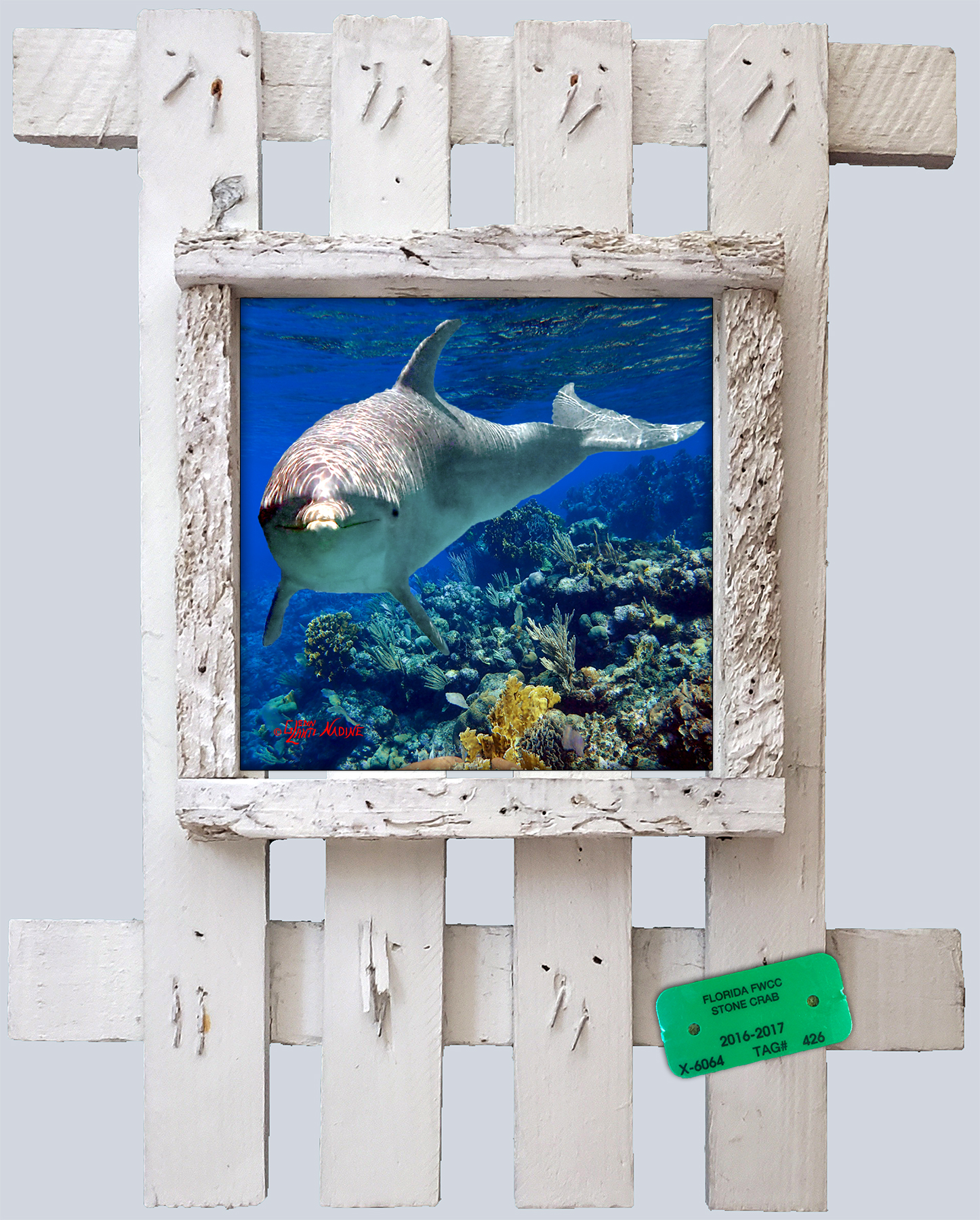 "Dolphin Near The Reef"