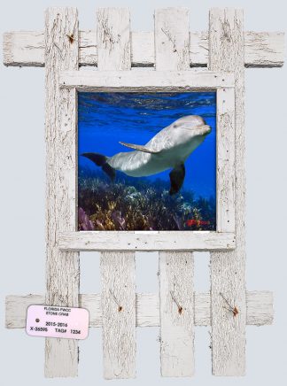 "Dolphin On The Dropoff"