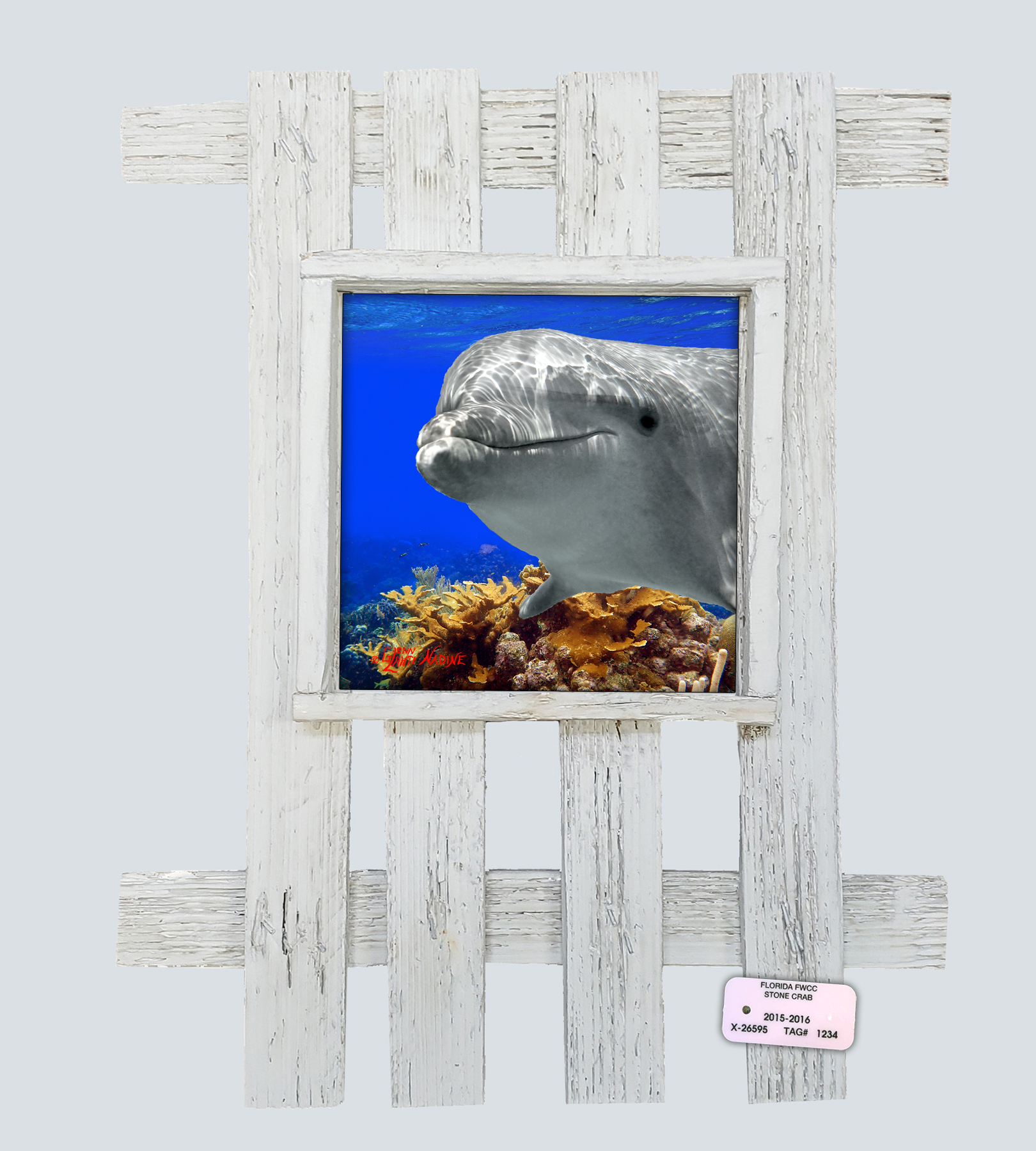 "Dolphin Over Elkhorn Coral"