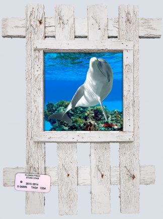 "Dolphin Playing"