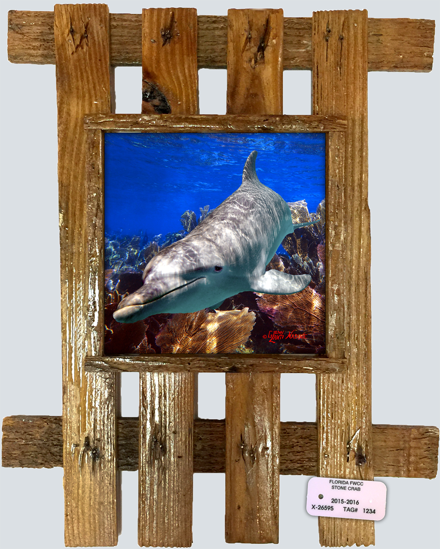 "Dolphin Skimming the Seafans"