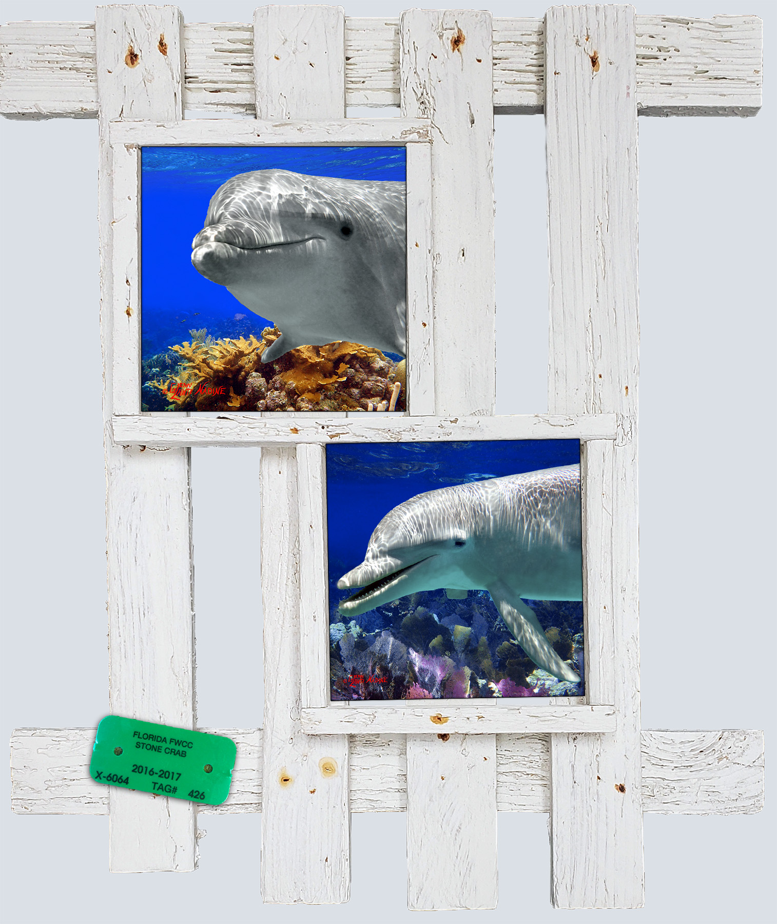 "Dolphins Up Close"
