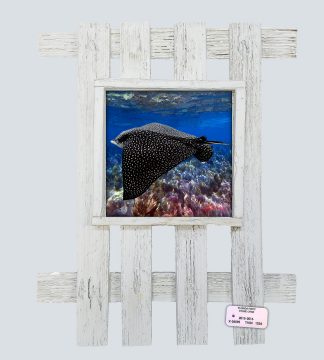 "Eagle Ray 1"