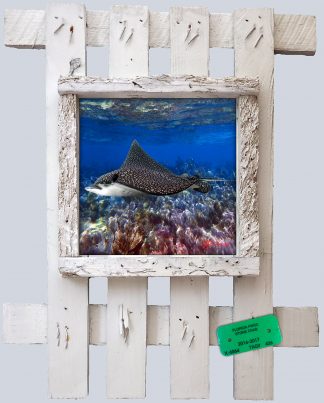 "Eagle Ray 2"