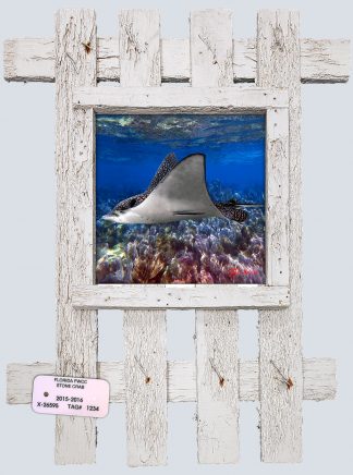 "Eagle Ray 3"