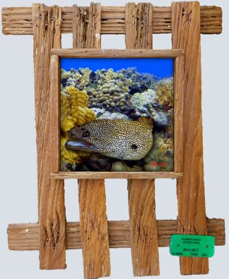 "Eel in the Corals"