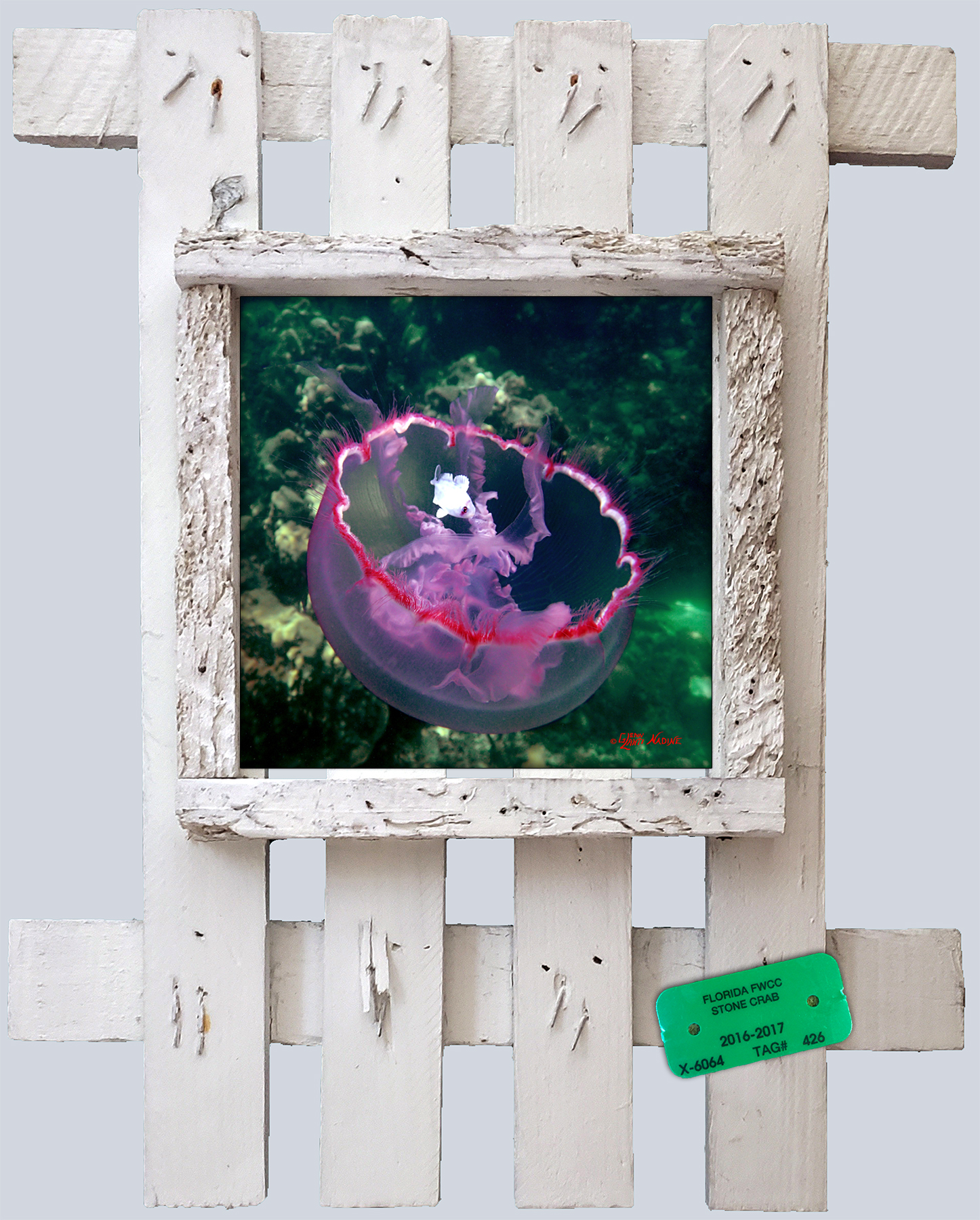 "Fishy Jellyfish"