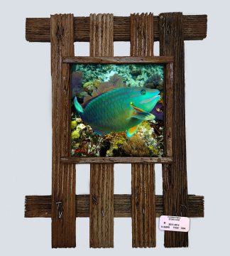 "Green Parrotfish"