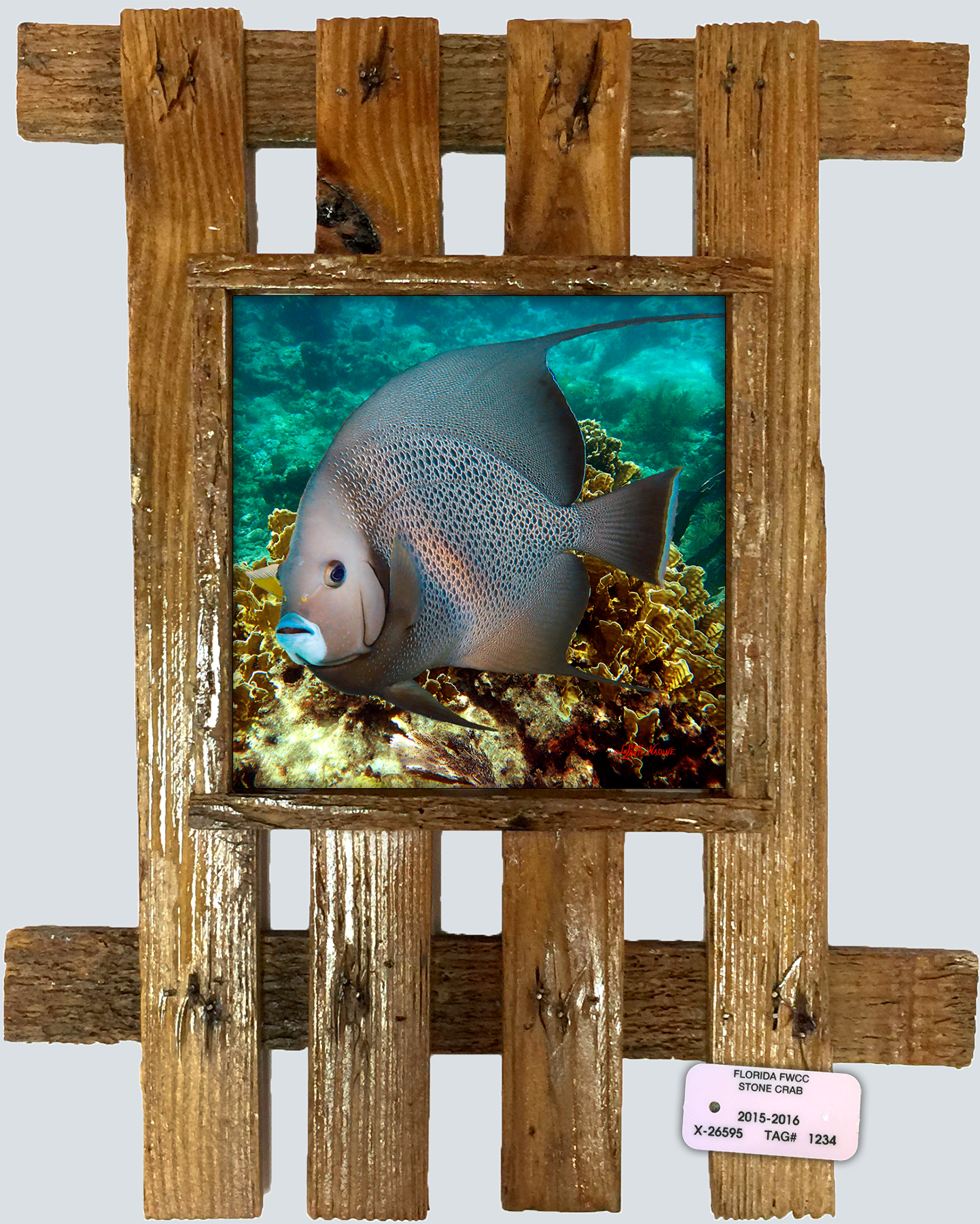 "Grey Angelfish Over the Corals"