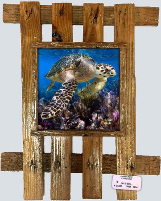 "Hawksbill and Seafans"