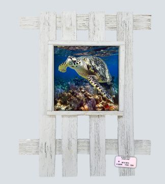 "Hawksbill Near The Surface"