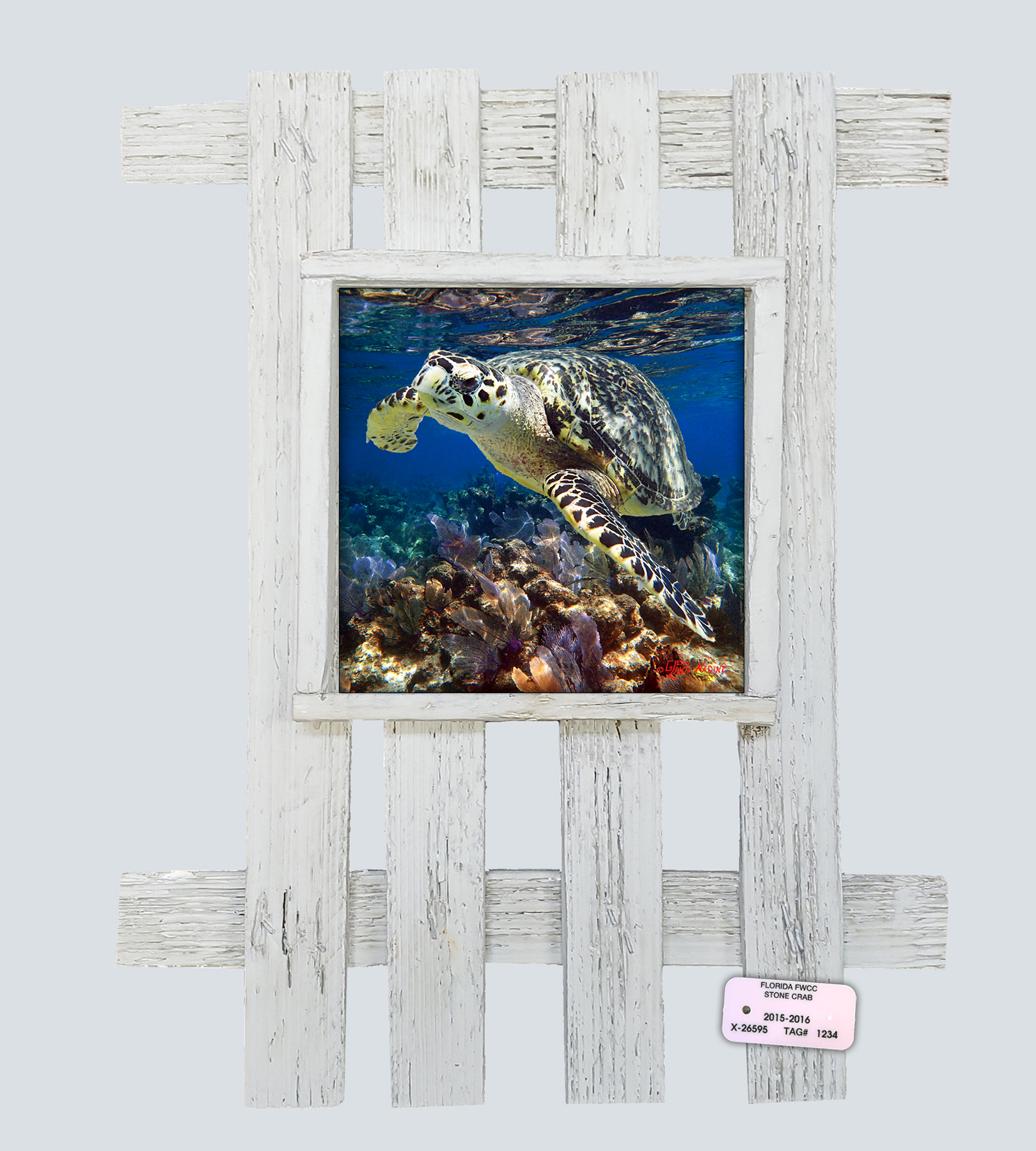 "Hawksbill Near The Surface"
