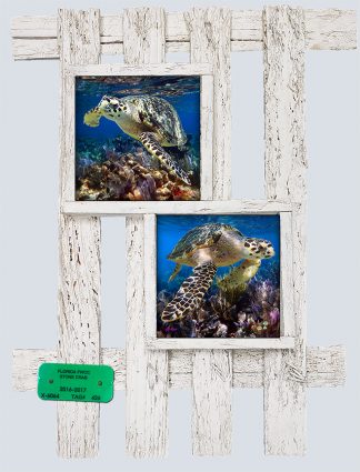 "Hawksbill Turtles at the Surface"
