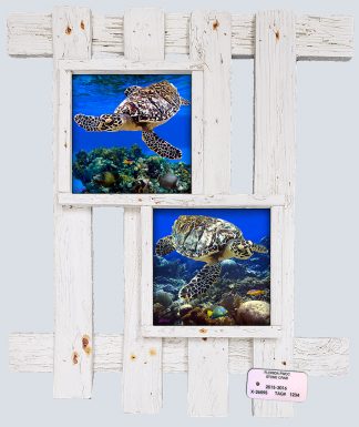 "Hawksbill Turtles"
