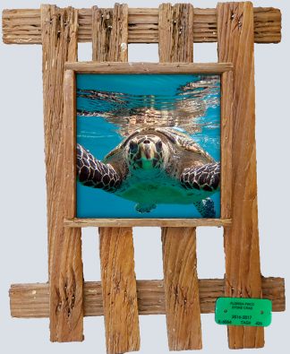 "Hawksbill"