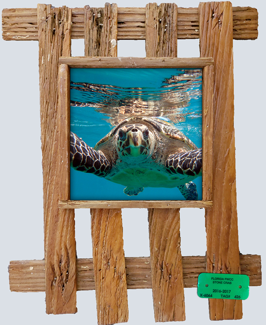 "Hawksbill"