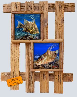 "Hogfish"