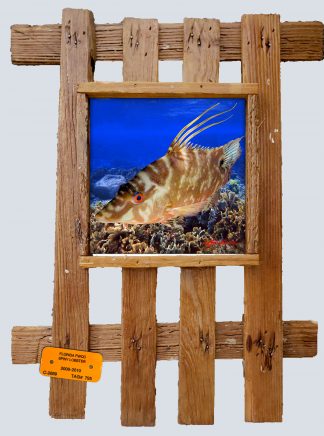 "Hogfish Cruising"