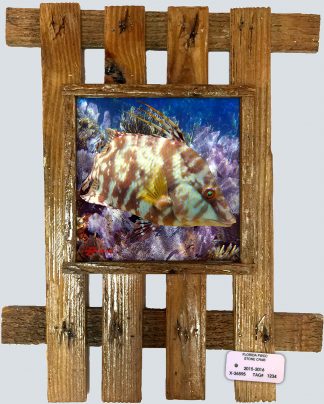 "Hogfish Near The Seafans"