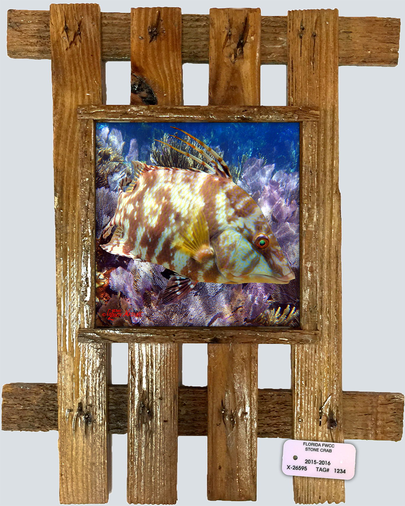 "Hogfish Near The Seafans"