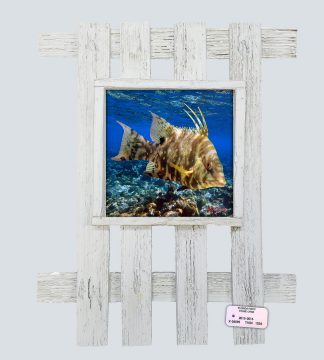 "Hogfish Over The Reef"