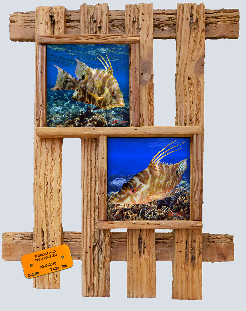 "Hogfish"