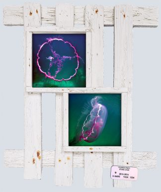 "Jellyfish"