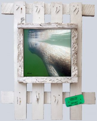 "Manatee at the Surface"