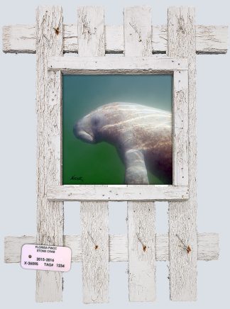 "Manatee in the Bay"