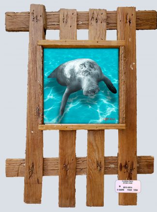 "Manatee in the Shallows"