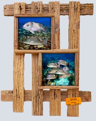 "Mangrove Snappers"
