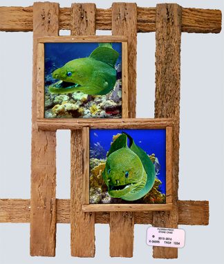 "Moray Eels"