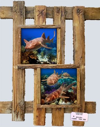 "Nurse Sharks"