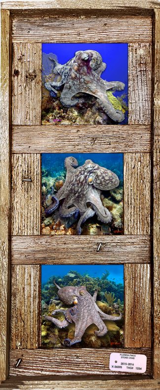 "Octopus"  4.25" Tiles