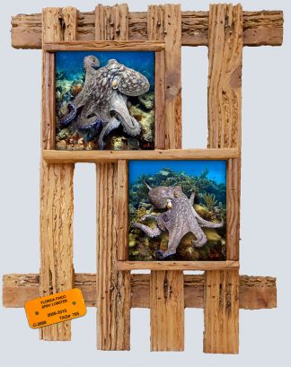 "Octopus"