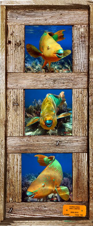 "Parrotfish"  4.25" Tiles