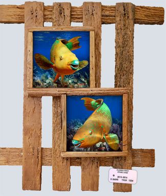 "Parrotfish"