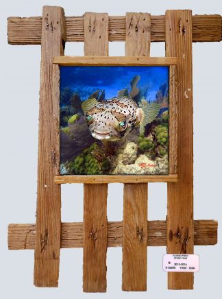 "Puffer on the Reef"